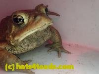 /home//u458753944/public_html/sourcegallery///////Roxborough Toad Detour/2013-2019/2017/P4100640.JPG
